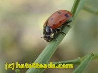 /home//u458753944/public_html/sourcegallery//////////////////////////////////////////Insects and small critters/beetles (Coleoptera)/P4240112.JPG
